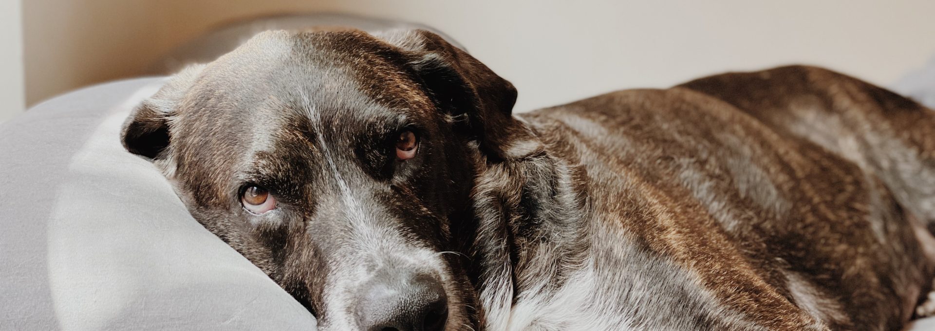 brown and white short coated dog lying on gray textile